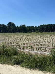 Vista cercana de las plantas de fresa creciendo en los viveros de Segovia, en una etapa temprana de desarrollo sobre suelo seco para las Posadillas Huelva.