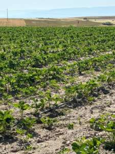 Vista cercana de las plantas de fresa creciendo en los viveros de Segovia, en una etapa temprana de desarrollo sobre suelo seco para las Posadillas Huelva.