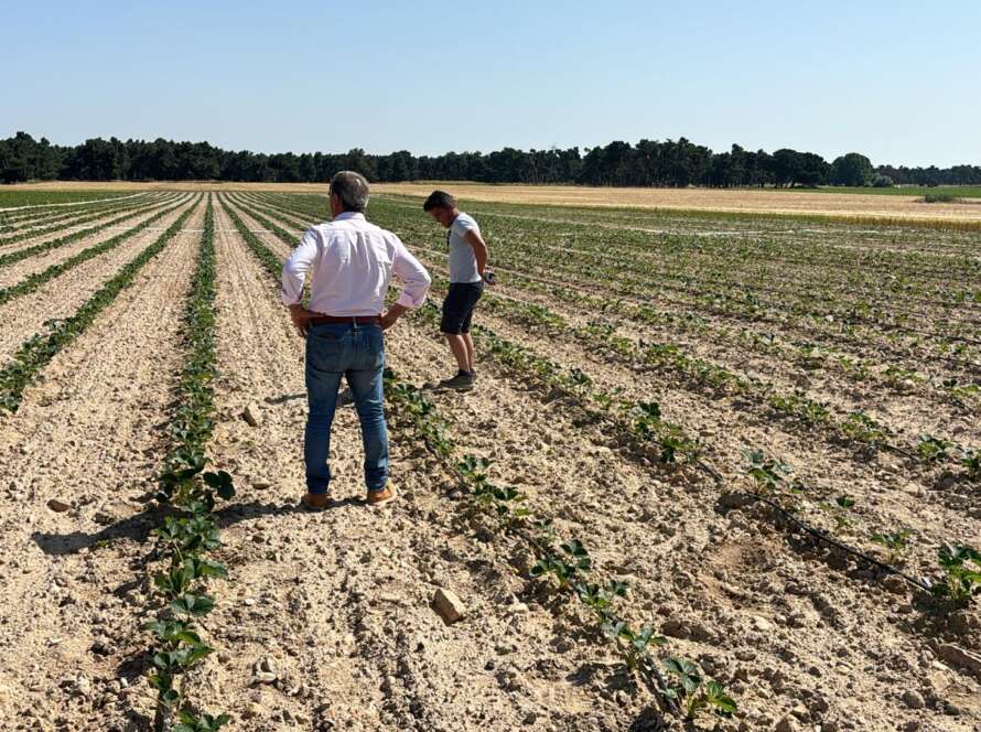 Dos técnicos agrícolas observan el estado de las plantas de fresa en un vivero al aire libre en Segovia, como parte del proceso de selección de Las Posadillas.