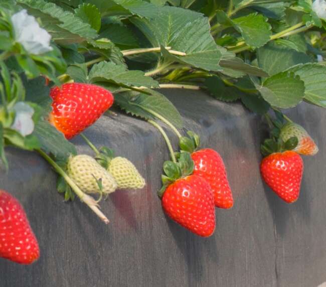 WhatsApp Image 2025-10-21 at 14.35.14 (1)