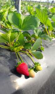 Primeros brotes de Felicity